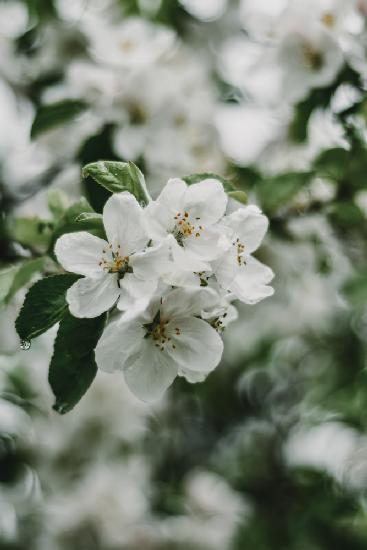 Spring Series - Apple Blossoms in the Rain 2/12