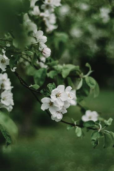 Spring Series - Apple Blossoms in the Rain 7/12