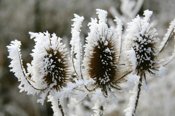 Winterdistel a Evelyn Taubert