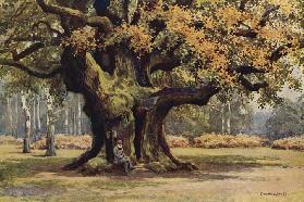 The Major Oak, Thoresby Park