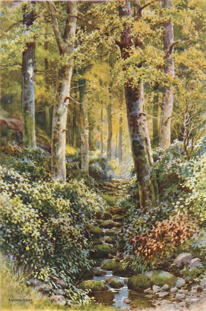 Fairlight Glen a E.W. Haslehust