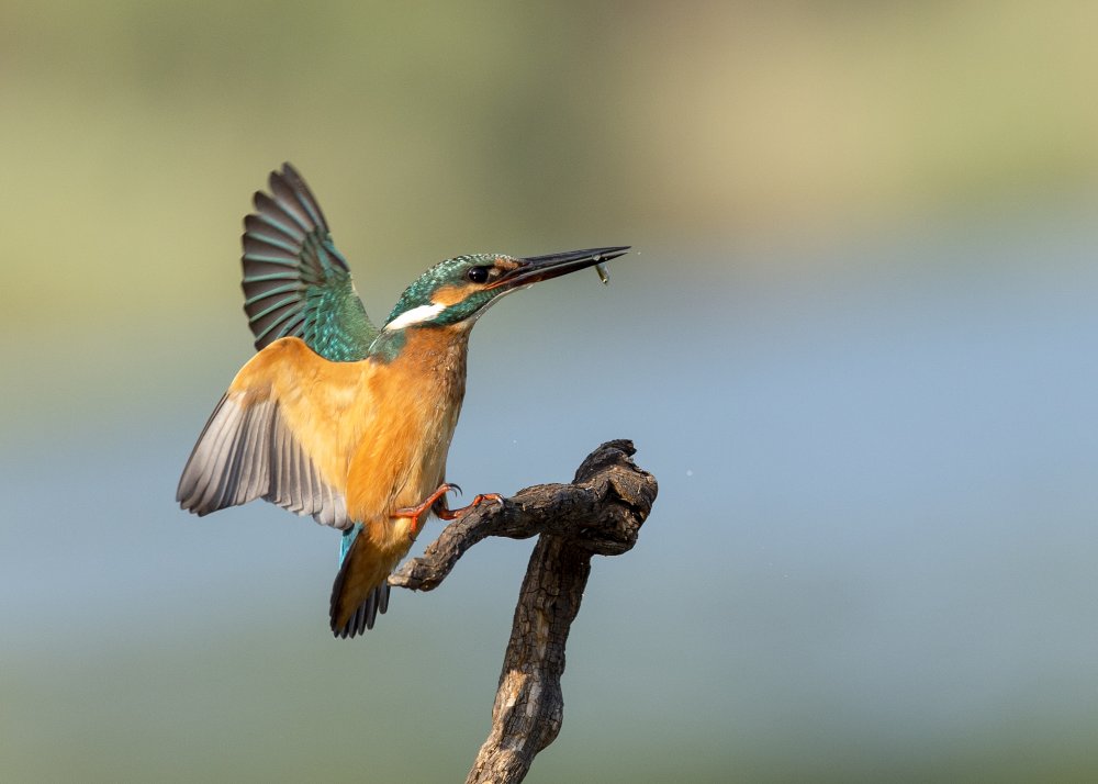 Common kingfisher a Eyal Amer