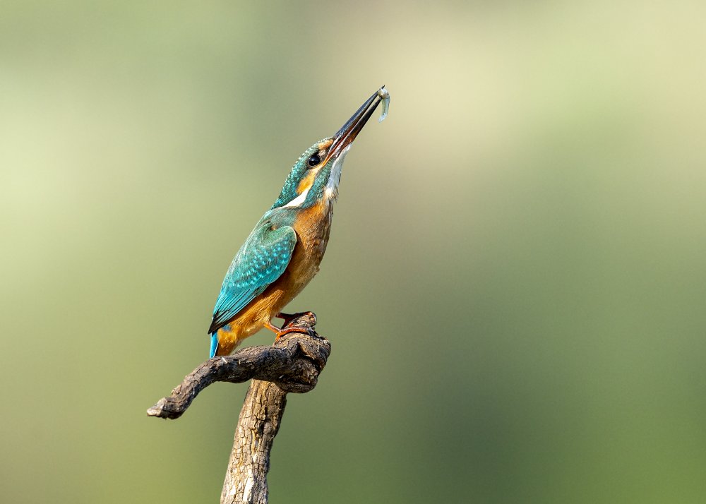 Beautiful kingfisher a Eyal Amer