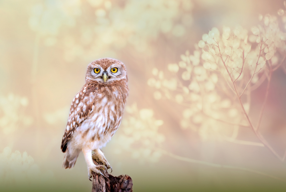 Little Owl a Eyal Bar Or