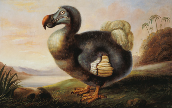 Study of a Dodo a F Hart