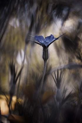 The Blue Crown