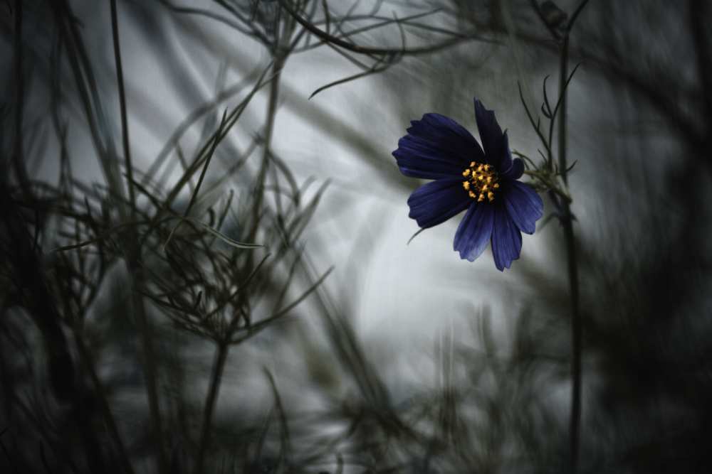 When Cosmos will be blue a Fabien Bravin