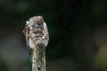 Sleep in the rain (Great Potoo)