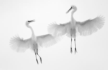 Dancers in the Sky