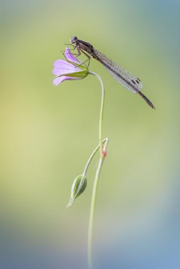 Sympecma fusca