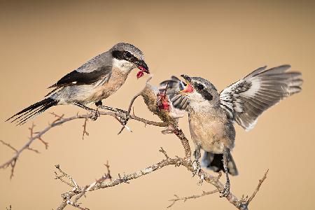 Out of the nest