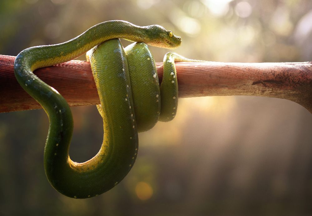 Tree Snake a Fahmi Bhs