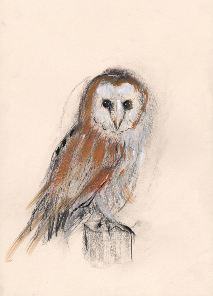 Barn Owl a Faisal Khouja