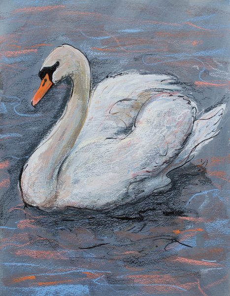 Swan on Lake a Faisal Khouja