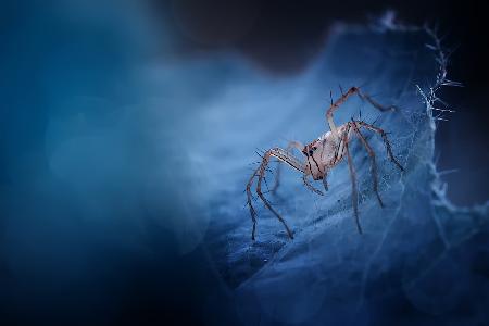 Blue World Spider