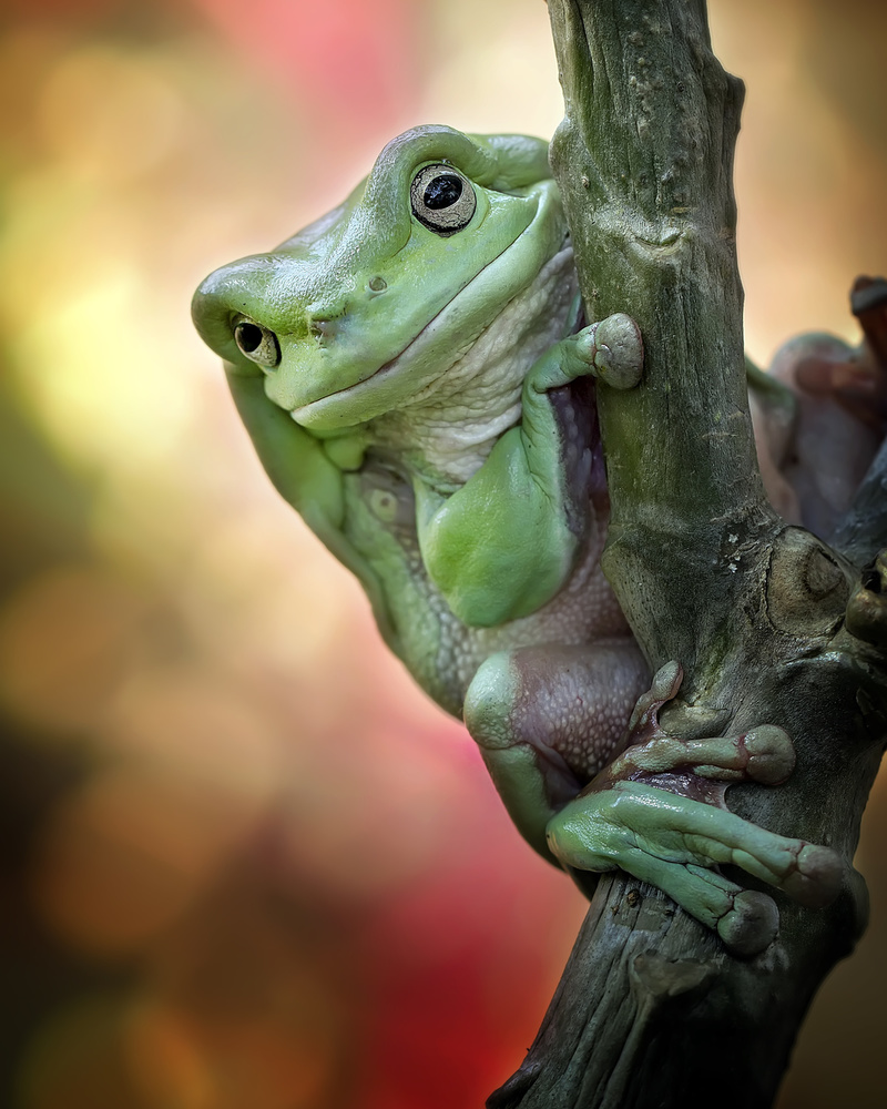 Big Fat Cute Tree Frog a Fauzan Maududdin
