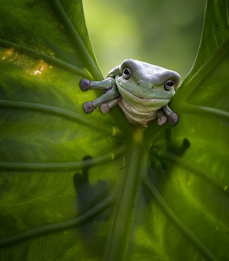 Peek A Boo