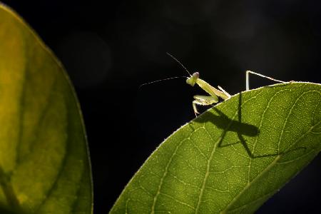 Little Praying Mantis