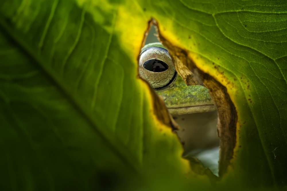 Peeking Frog a Fauzan Maududdin