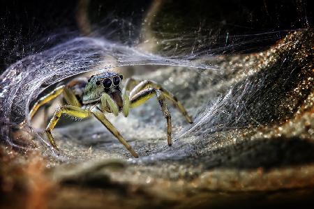 Spider At The Gate