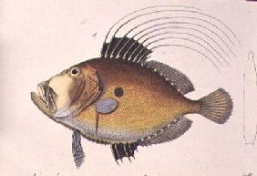 John Dory, from "Iconographie du Regne Animal", 1829-44