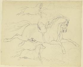 Studienblatt: Drei Pferde im gestreckten Galopp nach rechts, eines mit Sattel und angedeutetem Reite