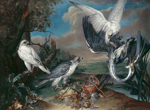 Greenland Cyr Falcons a Ferdinand Phillip de Hamilton