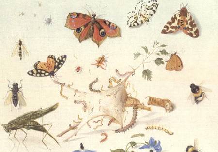 Study of Insects, Flowers and Fruits a Ferdinand van Kessel