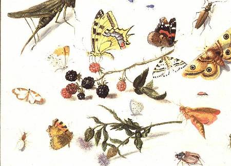 Study of Insects, Flowers and Fruits a Ferdinand van Kessel