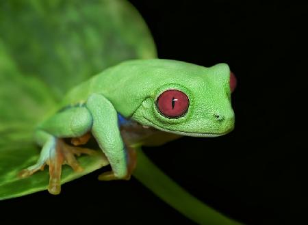 Red eye frog