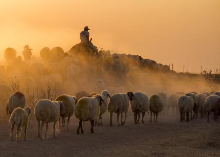 Herd and shepherd