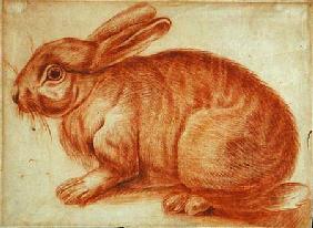 A Rabbit