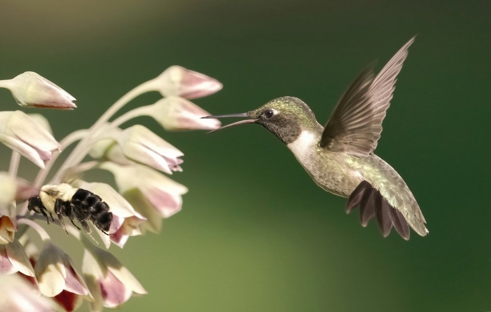 hummingbird in action a Flora Rao