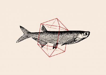 Fish In Geometrics Nº2
