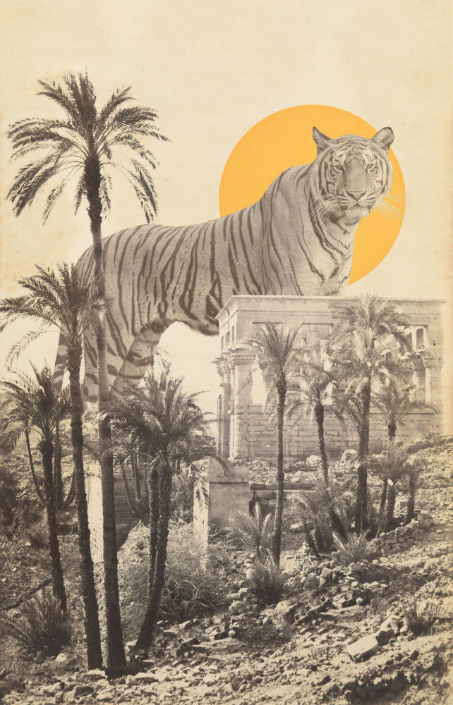 Giant Tiger In Ruins a Florent Bodart