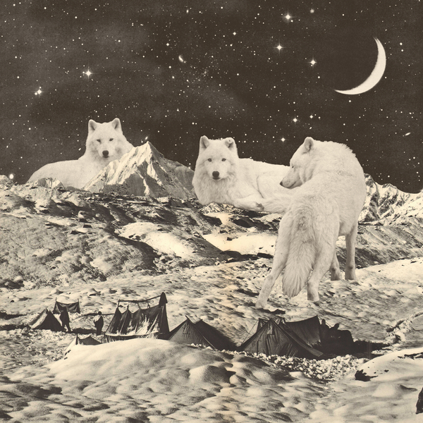 Three Giant White Wolves on Mountains a Florent Bodart