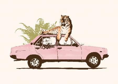 Tiger On Car