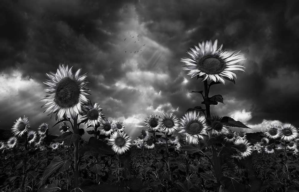 Sunflowers a Fran Osuna