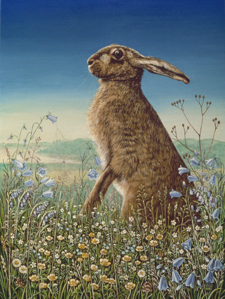 Hare a Frances Broomfield