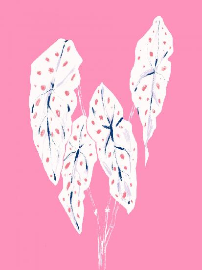 Begonia Maculata Pink