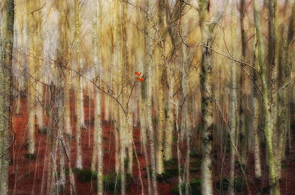 The Forest of Ghosts a Francesco Martini