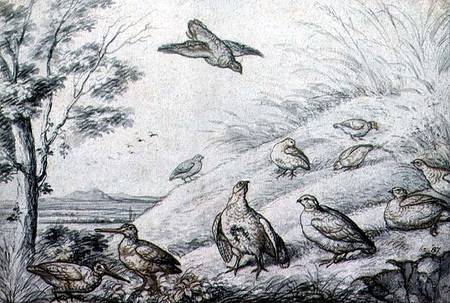 Partridges and Snipe a Francis Barlow