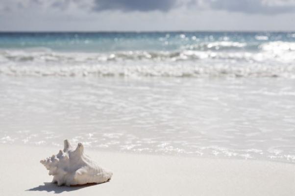 sea shell on the beach a Franck Camhi