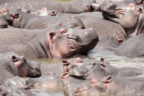 happy Hippopotamus a Franck Camhi