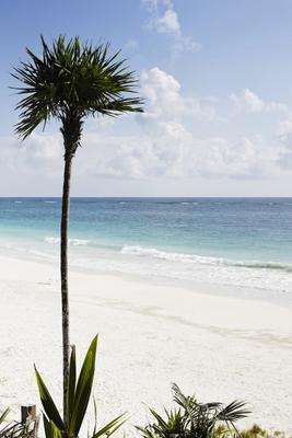 palm tree on the beach a Franck Camhi