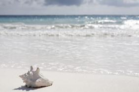 sea shell on the beach