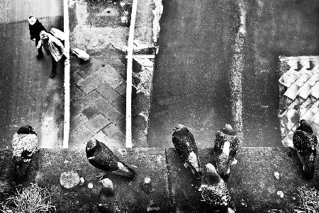 seven pigeons and two trolley