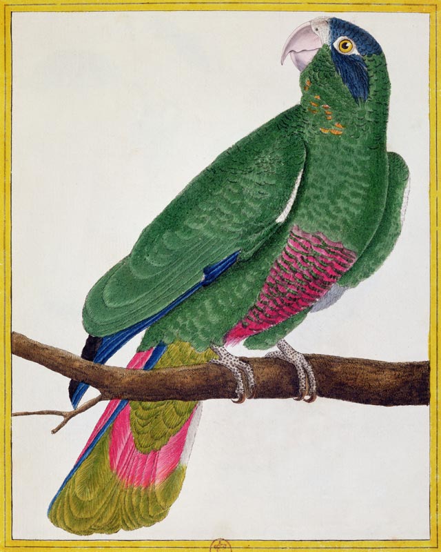 Parrot, from 'Histoire Naturelle des Oiseaux' by Georges de Buffon (1707-88) published 1777 (coloure a Francois Nicolas Martinet