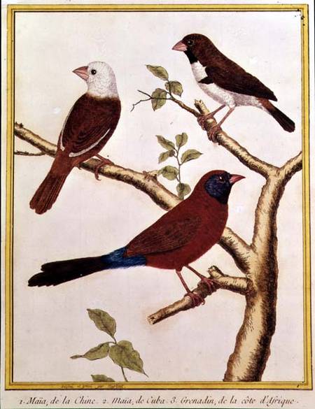 White-headed Munia, Double Coloured Seed Eater and Violet Eared Waxbill a Francois Nicolas Martinet
