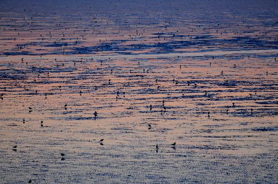 Wattenmeer bei Norddeich a Frank May